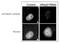 RAD21 Cohesin Complex Component antibody, GTX00890, GeneTex, Immunofluorescence image 