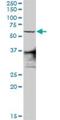 Zinc Finger Protein 496 antibody, H00084838-D01P, Novus Biologicals, Western Blot image 
