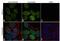 GATA binding protein 3 antibody, 14-9966-82, Invitrogen Antibodies, Immunofluorescence image 