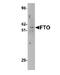 Alpha-ketoglutarate-dependent dioxygenase FTO antibody, NBP1-77021, Novus Biologicals, Western Blot image 