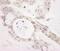 Pseudouridine Synthase 1 antibody, NB100-86983, Novus Biologicals, Immunohistochemistry frozen image 