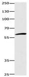 DISC1 Scaffold Protein antibody, orb107499, Biorbyt, Western Blot image 