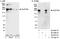 SPT6 Homolog, Histone Chaperone And Transcription Elongation Factor antibody, A300-801A, Bethyl Labs, Immunoprecipitation image 