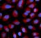 Apoptosis Inducing Factor Mitochondria Associated 1 antibody, FNab00235, FineTest, Immunofluorescence image 
