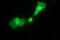 SYT4 antibody, LS-C337990, Lifespan Biosciences, Immunofluorescence image 
