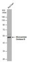 Monoamine Oxidase B antibody, GTX113771, GeneTex, Western Blot image 