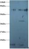 Ribosomal Protein S16 antibody, LS-C211049, Lifespan Biosciences, Western Blot image 
