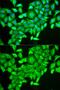 RAB6A, Member RAS Oncogene Family antibody, GTX32829, GeneTex, Immunofluorescence image 