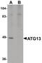 Autophagy Related 13 antibody, PA5-20999, Invitrogen Antibodies, Western Blot image 