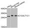 C1GALT1 Specific Chaperone 1 antibody, PA5-76228, Invitrogen Antibodies, Western Blot image 