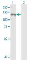 Pleckstrin Homology And RhoGEF Domain Containing G4 antibody, H00025894-D01P, Novus Biologicals, Western Blot image 