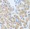 SCO Cytochrome C Oxidase Assembly Protein 1 antibody, FNab07650, FineTest, Immunohistochemistry frozen image 