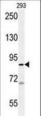 WD Repeat Domain 48 antibody, LS-B11223, Lifespan Biosciences, Western Blot image 