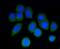 Actin Related Protein 2/3 Complex Subunit 5 antibody, NBP2-67350, Novus Biologicals, Immunofluorescence image 