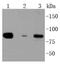 Death Domain Associated Protein antibody, NBP2-67614, Novus Biologicals, Western Blot image 