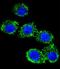 CD55 Molecule (Cromer Blood Group) antibody, LS-C168550, Lifespan Biosciences, Immunofluorescence image 