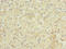 Growth Differentiation Factor 2 antibody, LS-C380252, Lifespan Biosciences, Immunohistochemistry paraffin image 