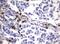 Neuraminidase 1 antibody, NBP2-46152, Novus Biologicals, Immunohistochemistry paraffin image 