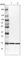 eIF-5A2 antibody, HPA029090, Atlas Antibodies, Western Blot image 