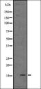 Olfactory Receptor Family 52 Subfamily H Member 1 antibody, orb336469, Biorbyt, Western Blot image 