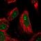 Leucine Twenty Homeobox antibody, NBP1-90890, Novus Biologicals, Immunofluorescence image 