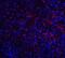 ATP Binding Cassette Subfamily A Member 7 antibody, A03163, Boster Biological Technology, Immunofluorescence image 