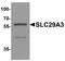 Solute Carrier Family 29 Member 3 antibody, PA5-38039, Invitrogen Antibodies, Western Blot image 