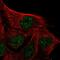 IQ Motif Containing D antibody, HPA048782, Atlas Antibodies, Immunocytochemistry image 
