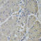 Clathrin Heavy Chain antibody, LS-B15476, Lifespan Biosciences, Immunohistochemistry frozen image 