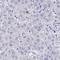 Siah E3 Ubiquitin Protein Ligase Family Member 3 antibody, HPA060576, Atlas Antibodies, Immunohistochemistry frozen image 