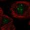 AT-Rich Interaction Domain 5A antibody, HPA023879, Atlas Antibodies, Immunofluorescence image 