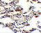 Baculoviral IAP Repeat Containing 2 antibody, 3325, ProSci, Immunohistochemistry paraffin image 