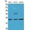 Fibroblast Growth Factor 12 antibody, LS-C386916, Lifespan Biosciences, Western Blot image 