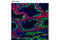 Piwi Like RNA-Mediated Gene Silencing 2 antibody, 5940T, Cell Signaling Technology, Immunofluorescence image 