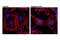 GABA Type A Receptor Associated Protein Like 1 antibody, 26632T, Cell Signaling Technology, Immunofluorescence image 