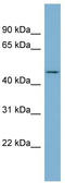 Enolase Superfamily Member 1 antibody, TA345000, Origene, Western Blot image 