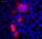 GFP antibody, ab1218, Abcam, Immunofluorescence image 