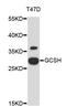 Glycine Cleavage System Protein H antibody, STJ26502, St John
