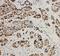 Minichromosome Maintenance Complex Component 2 antibody, PA1650, Boster Biological Technology, Immunohistochemistry frozen image 