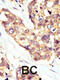 Docking Protein 5 antibody, 63-150, ProSci, Immunohistochemistry paraffin image 