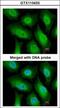 FA Complementation Group A antibody, GTX113433, GeneTex, Immunofluorescence image 