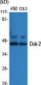 Docking Protein 2 antibody, A07956, Boster Biological Technology, Western Blot image 