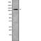 AF4/FMR2 Family Member 4 antibody, abx148042, Abbexa, Western Blot image 