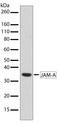 F11 Receptor antibody, 710228, Invitrogen Antibodies, Western Blot image 