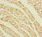 Peptidylprolyl Isomerase F antibody, LS-C676288, Lifespan Biosciences, Immunohistochemistry paraffin image 