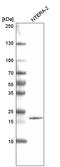 SRY-Box 21 antibody, AMAb91311, Atlas Antibodies, Western Blot image 