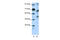 Transcription Factor 12 antibody, 28-833, ProSci, Western Blot image 