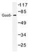 Growth Arrest Specific 6 antibody, AP01178PU-N, Origene, Western Blot image 