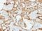 Fibulin 2 antibody, NBP1-33479, Novus Biologicals, Immunohistochemistry frozen image 