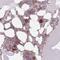 ER Membrane Protein Complex Subunit 1 antibody, NBP2-14151, Novus Biologicals, Immunohistochemistry paraffin image 